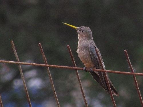 Giant Hummingbird