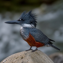 Giant Kingfisher Identification Guide