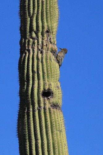 Gila Woodpecker