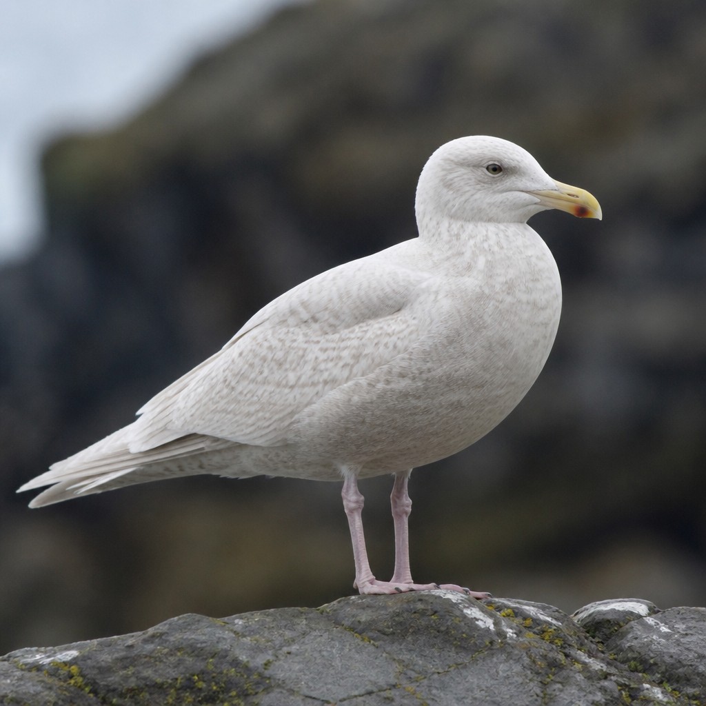 Glaucous Gull