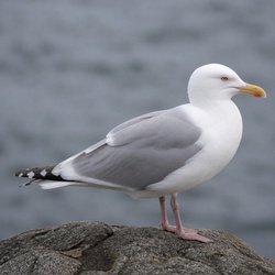 Glaucous-winged Gull Identification Guide