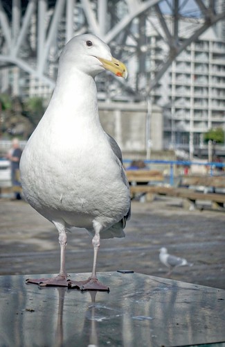 Glaucous-winged Gull