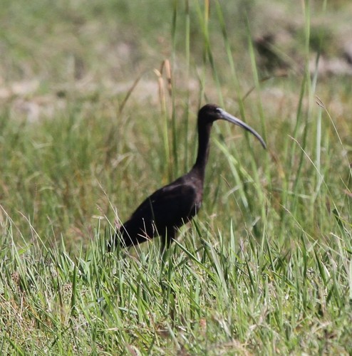 Glossy Ibis