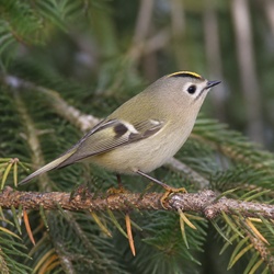 Goldcrest Identification Guide