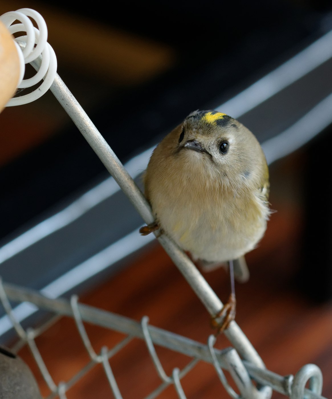 Goldcrest (Regulus regulus)