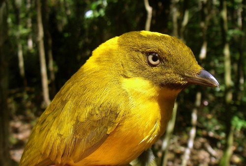 Golden Bowerbird