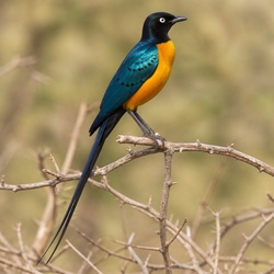 Golden-breasted Starling Identification Guide