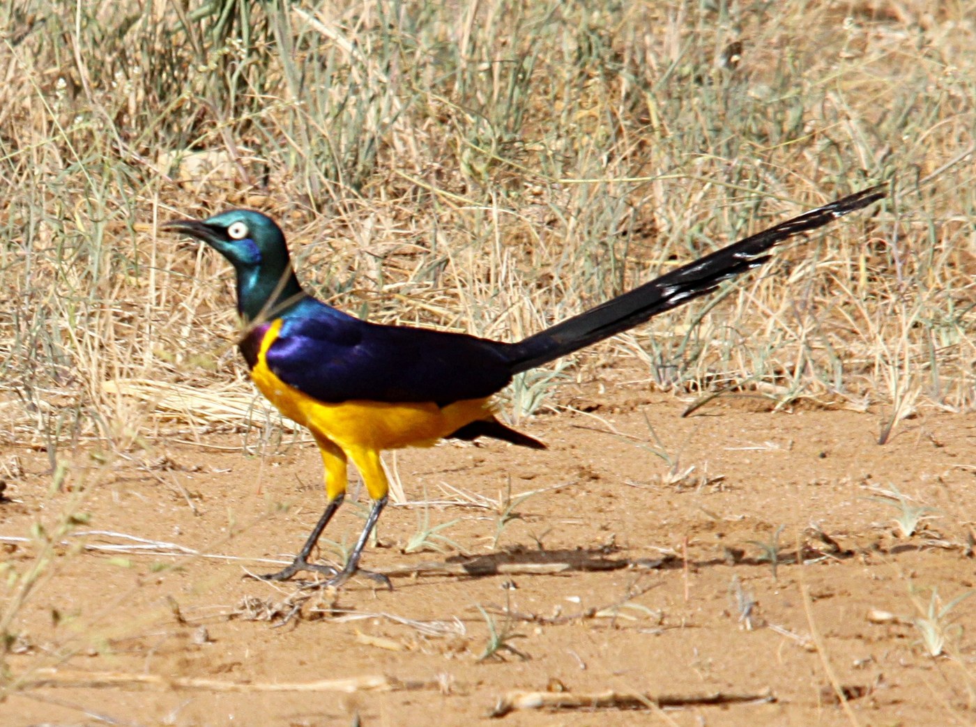 Golden-breasted Starling (Lamprotornis regius)