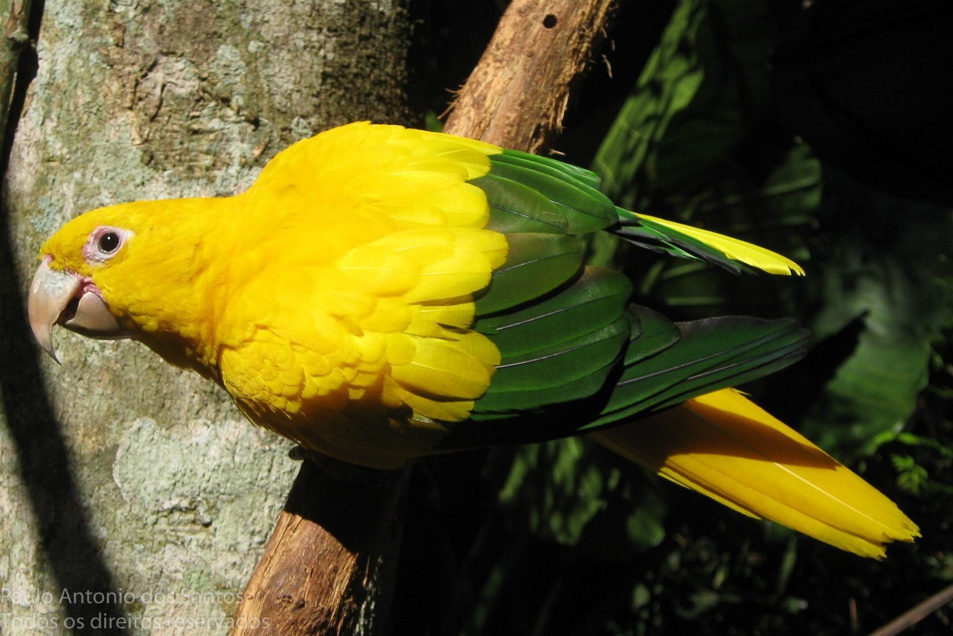 Golden Conure Identification Guide