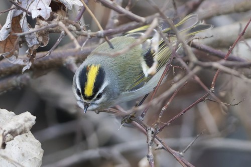 Golden-crowned Kinglet