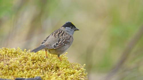 Golden-crowned Sparrow