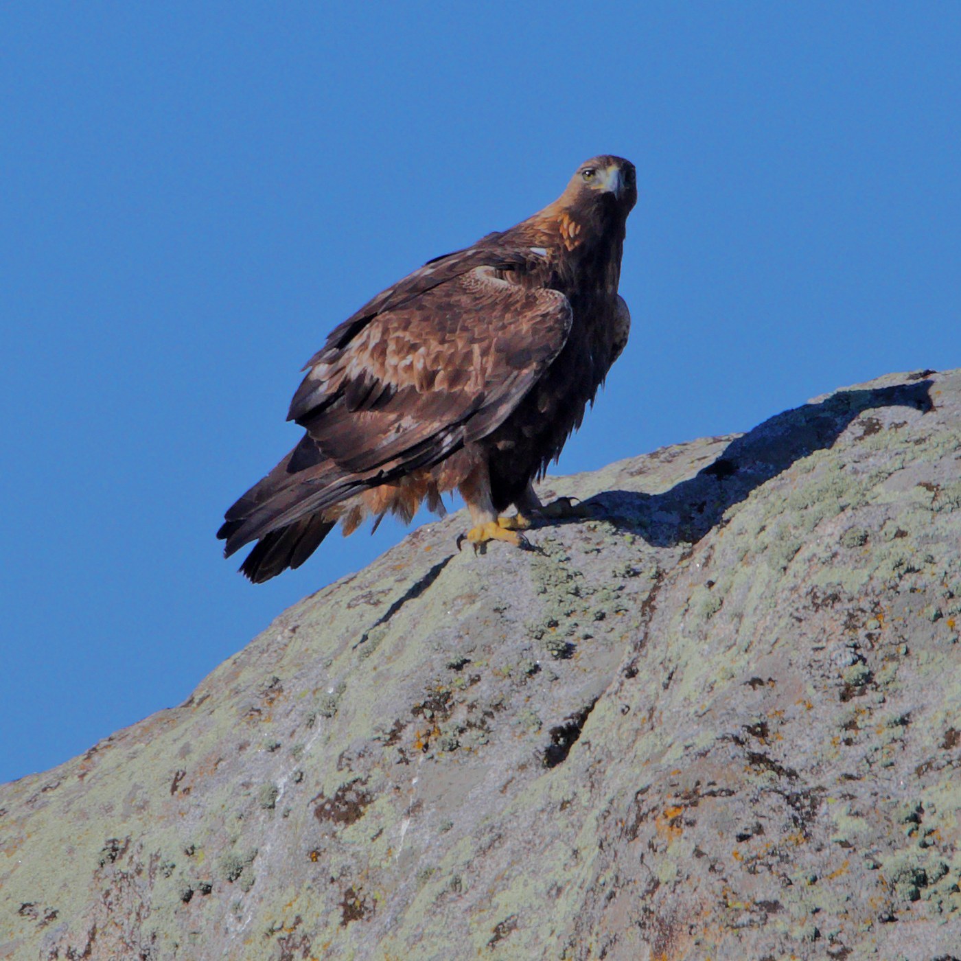Golden Eagle (Aquila chrysaetos)