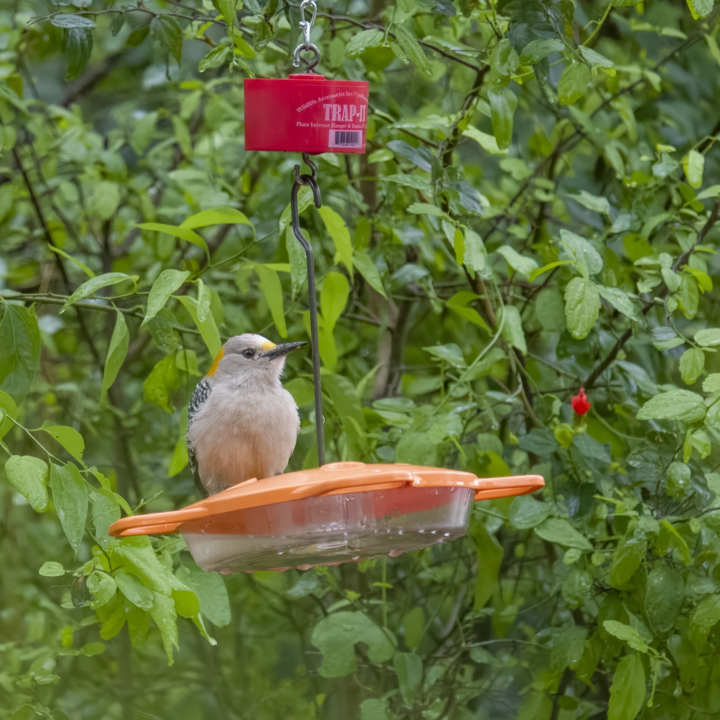 Golden-fronted Woodpecker (Melanerpes aurifrons)