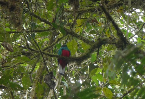 Golden-headed Quetzal