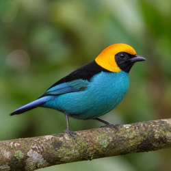 Golden-hooded Tanager Identification Guide