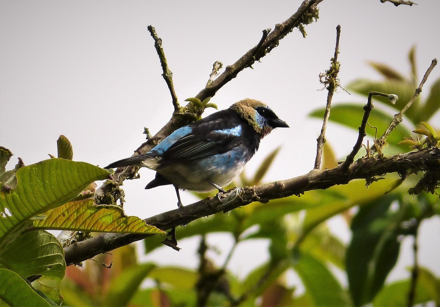 Golden-hooded Tanager Identification Guide