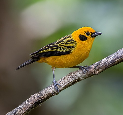 Golden Tanager