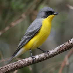 Golden Whistler Identification Guide