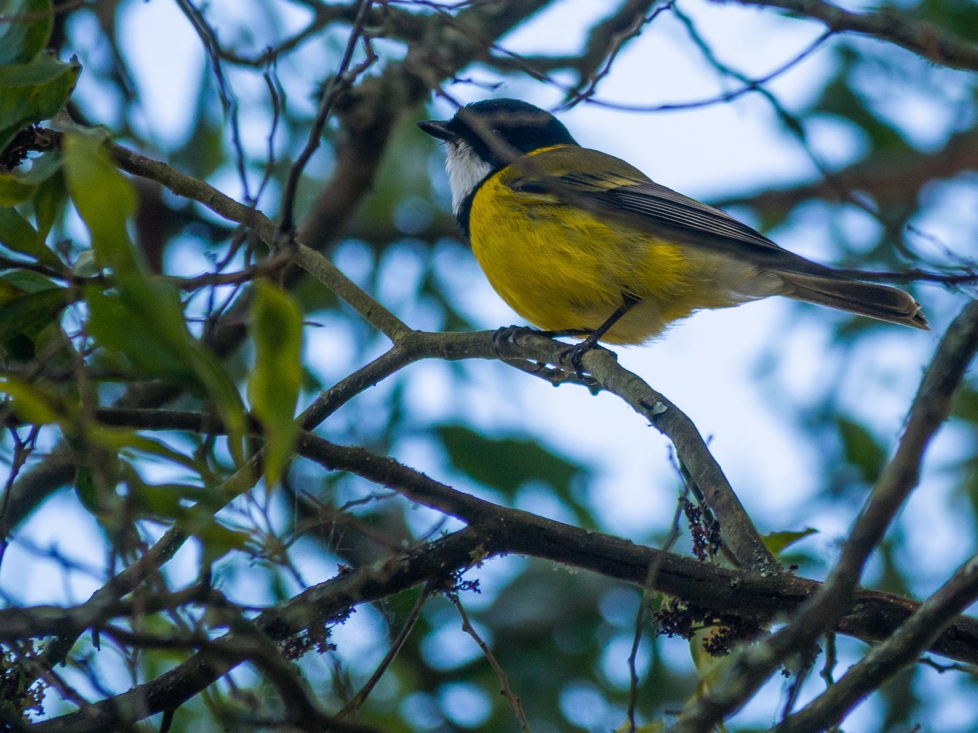 Golden Whistler (Pachycephala pectoralis)
