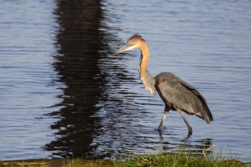 Goliath Heron