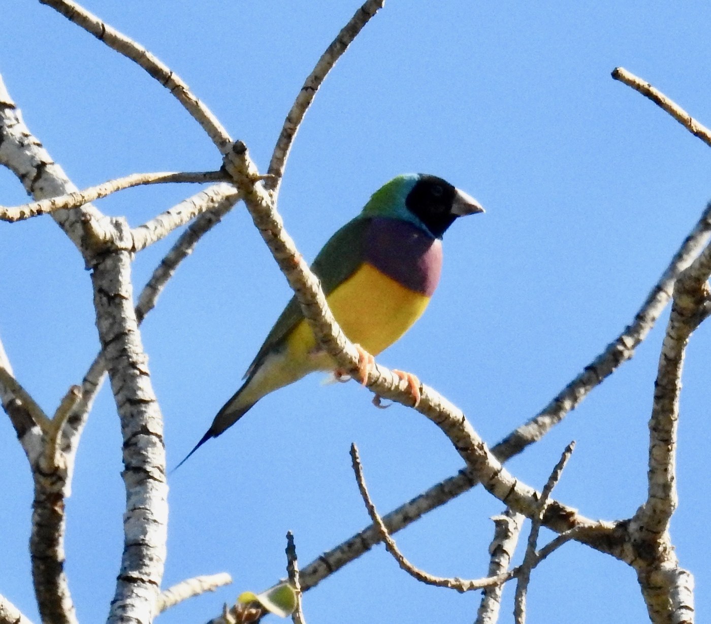 Gouldian Finch (Chloebia gouldiae)