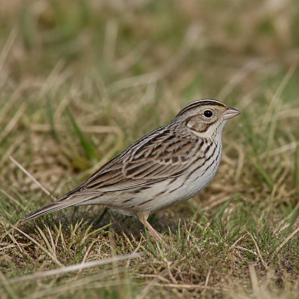 Grasshopper Sparrow (Ammodramus savannarum)