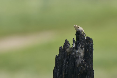 Grasshopper Sparrow