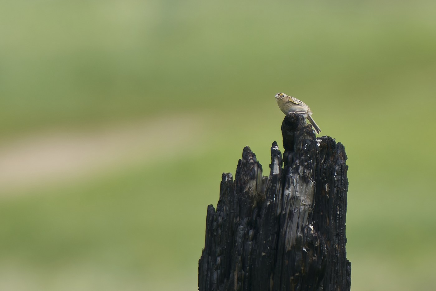 Grasshopper Sparrow (Ammodramus savannarum)