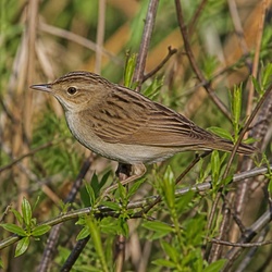 Grasshopper Warbler Identification Guide
