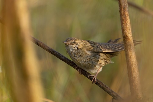 Grasshopper Warbler