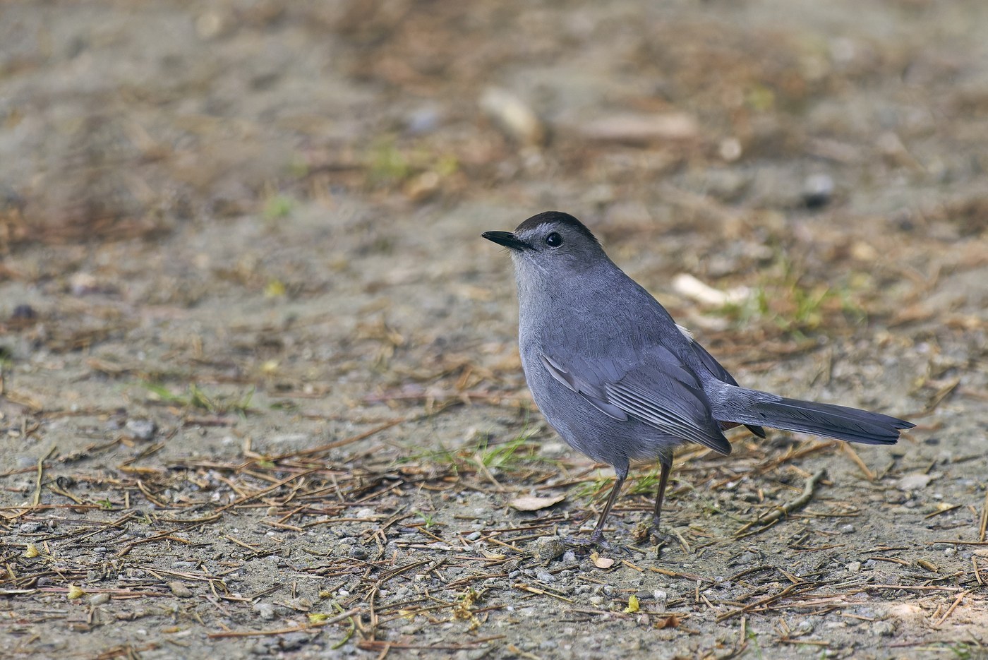 Gray Catbird (Dumetella carolinensis)