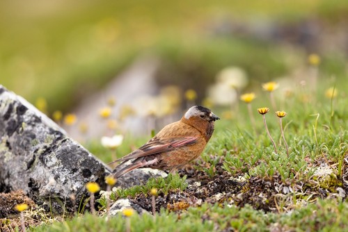 Gray-crowned Rosy-Finch