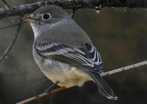 Gray Flycatcher
