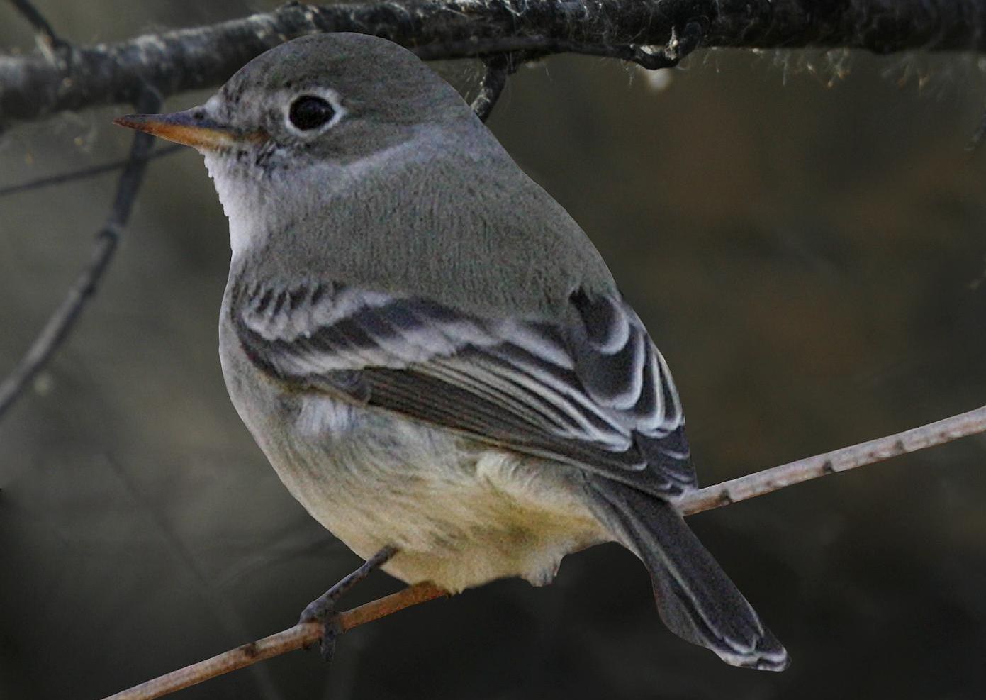 Gray Flycatcher (Empidonax wrightii)