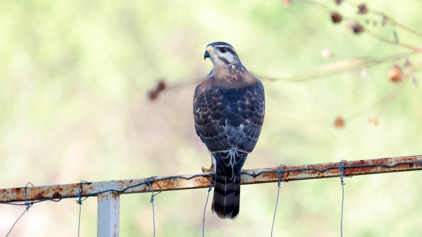 Gray Hawk (Buteo plagiatus)