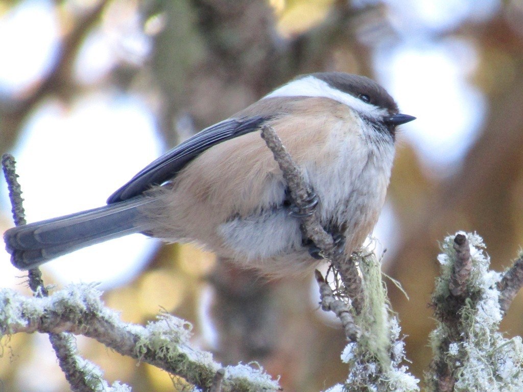 Gray-headed Chickadee (Poecile cinctus)