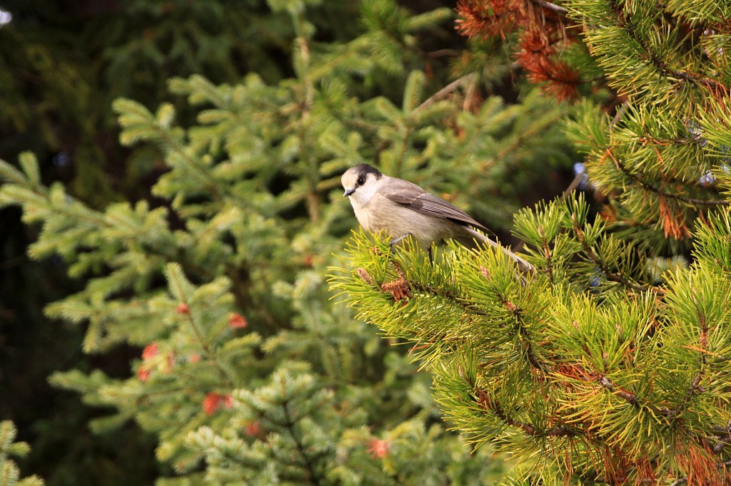 Gray Jay (Perisoreus canadensis)