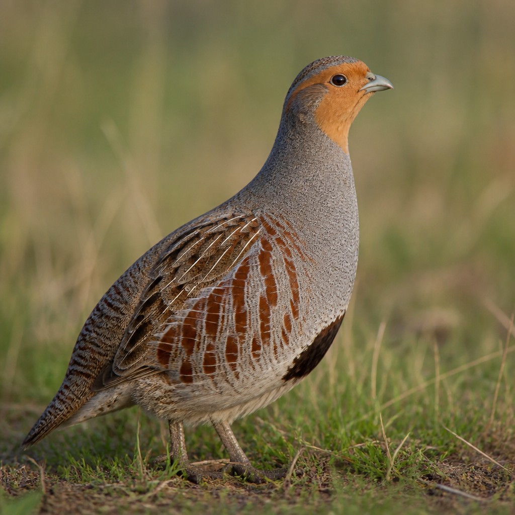 Gray Partridge