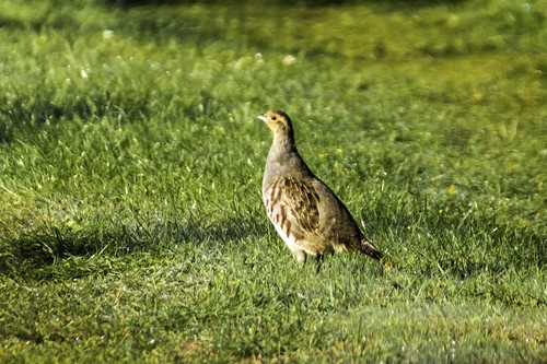Gray Partridge