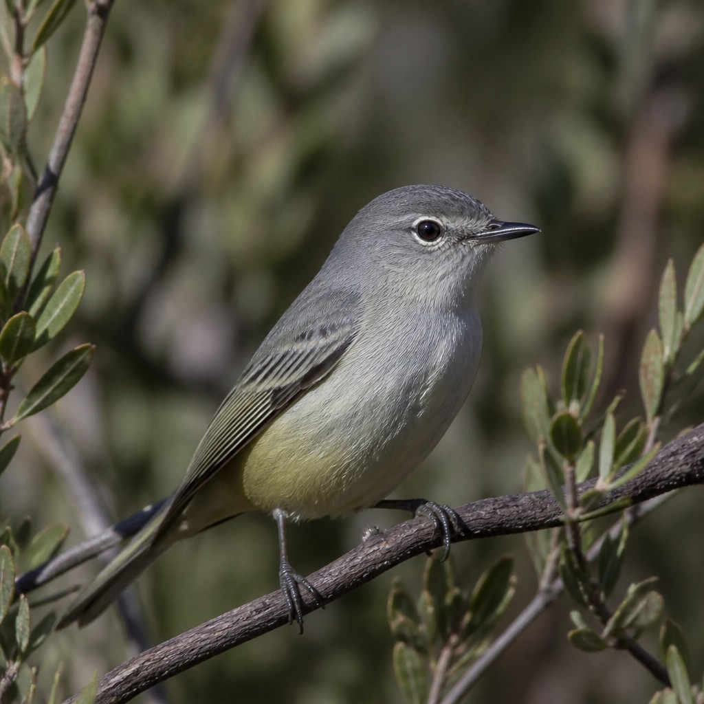 Gray Vireo (Vireo vicinior)