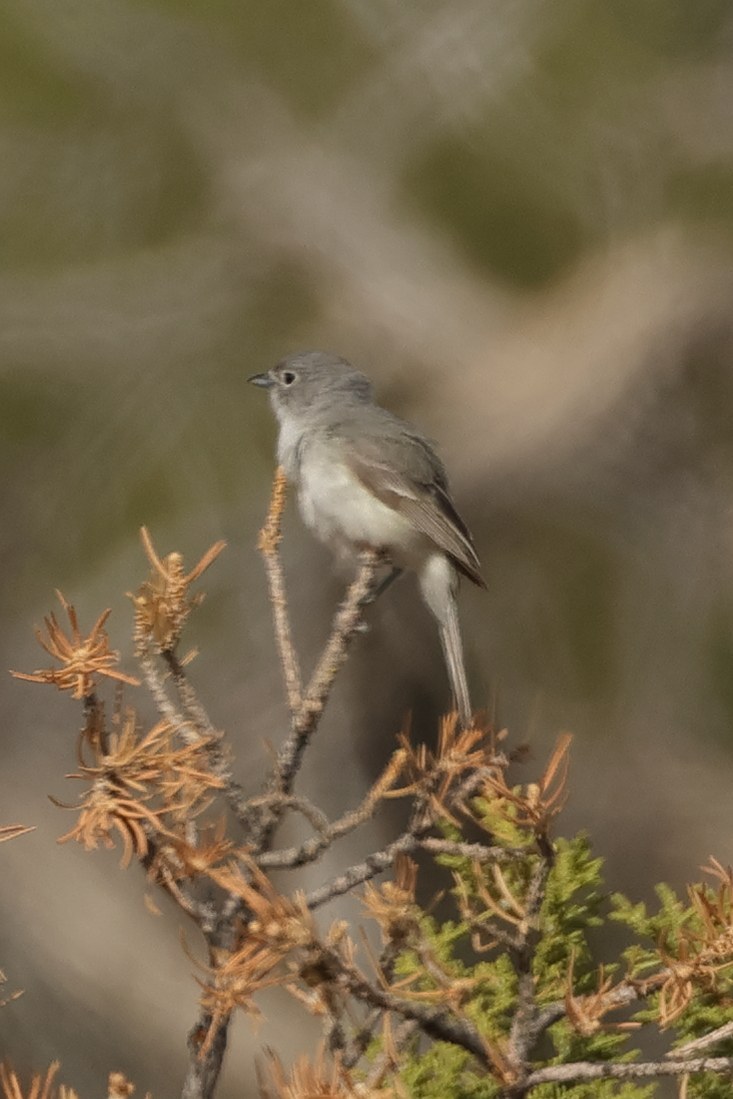 Gray Vireo (Vireo vicinior)