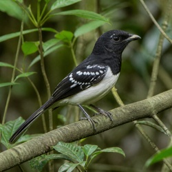 Great Antshrike Identification Guide