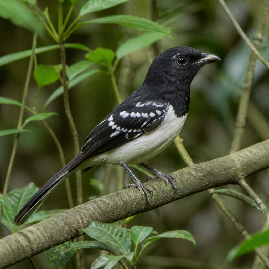 Great Antshrike (Taraba major)