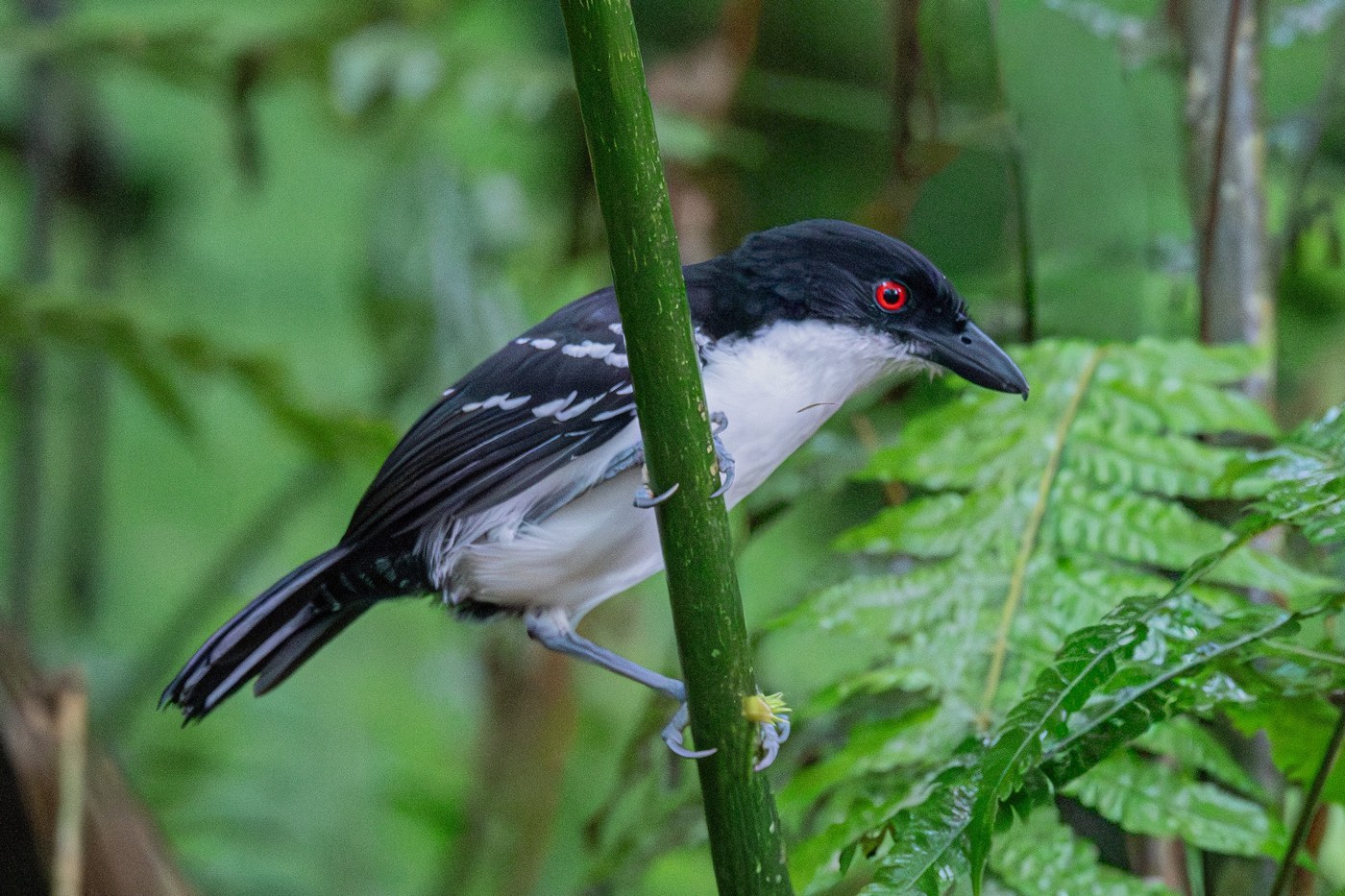 Great Antshrike (Taraba major)