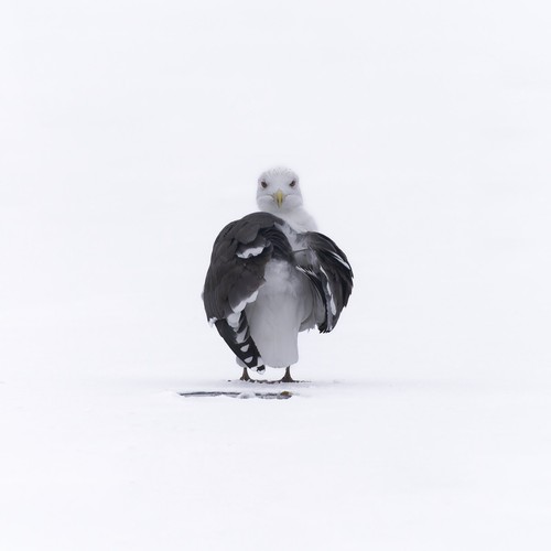 Great Black-backed Gull