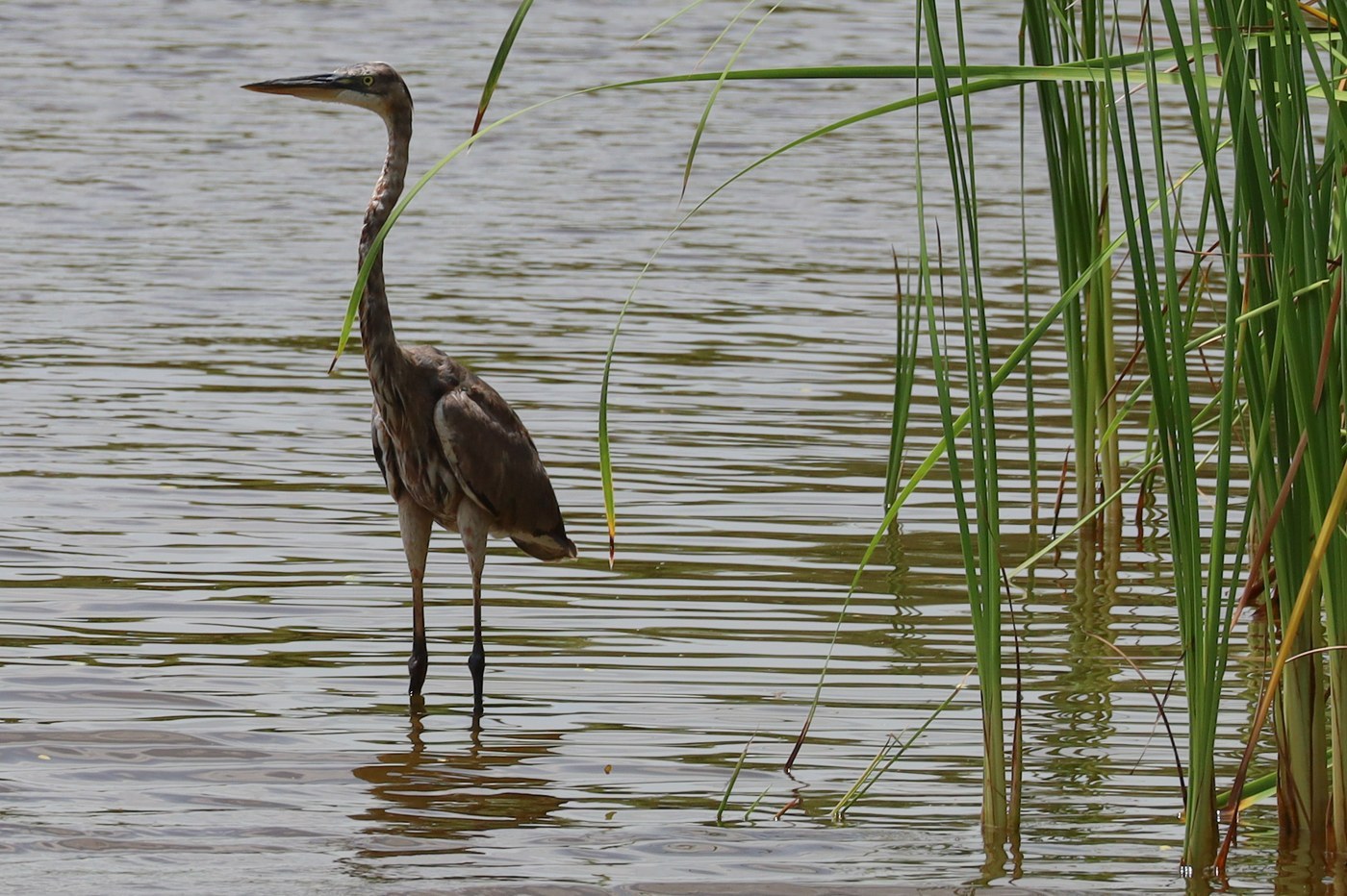 Great Blue Heron (Ardea herodias)
