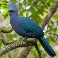 Great Blue Turaco Identification Guide