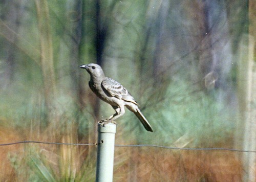 Great Bowerbird
