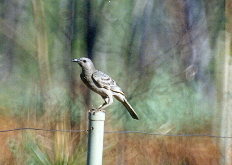 Great Bowerbird (Chlamydera nuchalis)
