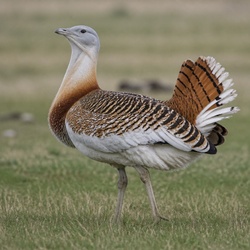 Great Bustard Identification Guide